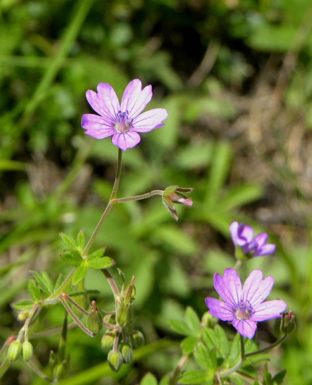 Geranium ... nodosum